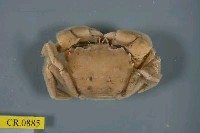 藏品(絨毛隆背蟹)的圖片
